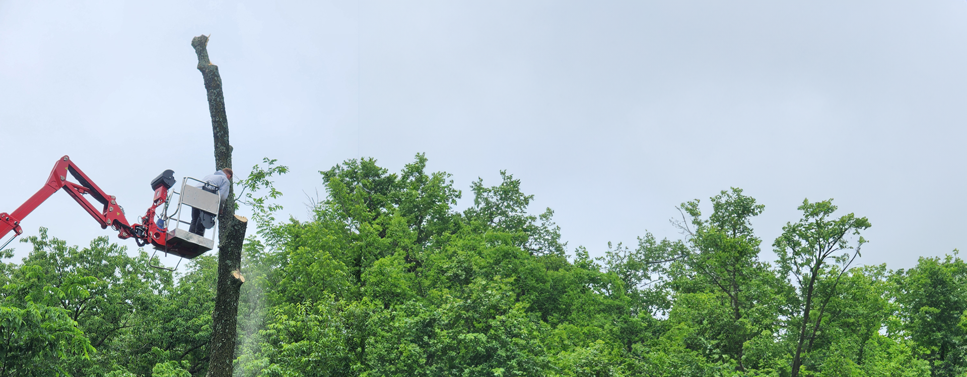 Tree removal team working on a tree